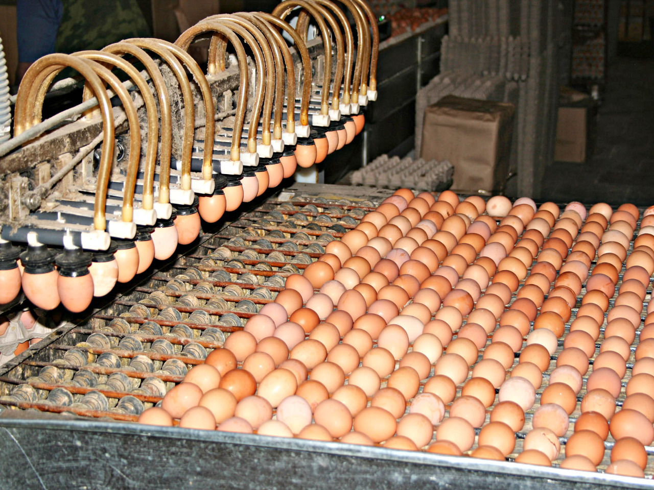 Иркутская область обеспечена куриным яйцом на 158%