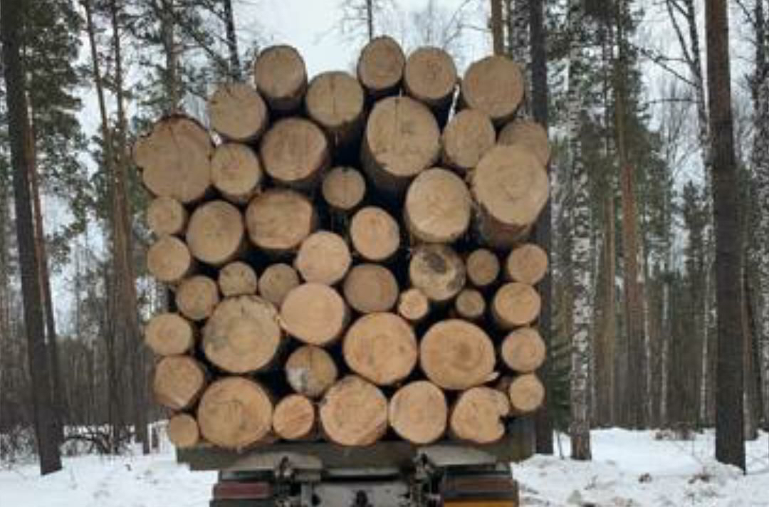 Контрабандист лесоматериалов на 350 млн предстанет перед судом