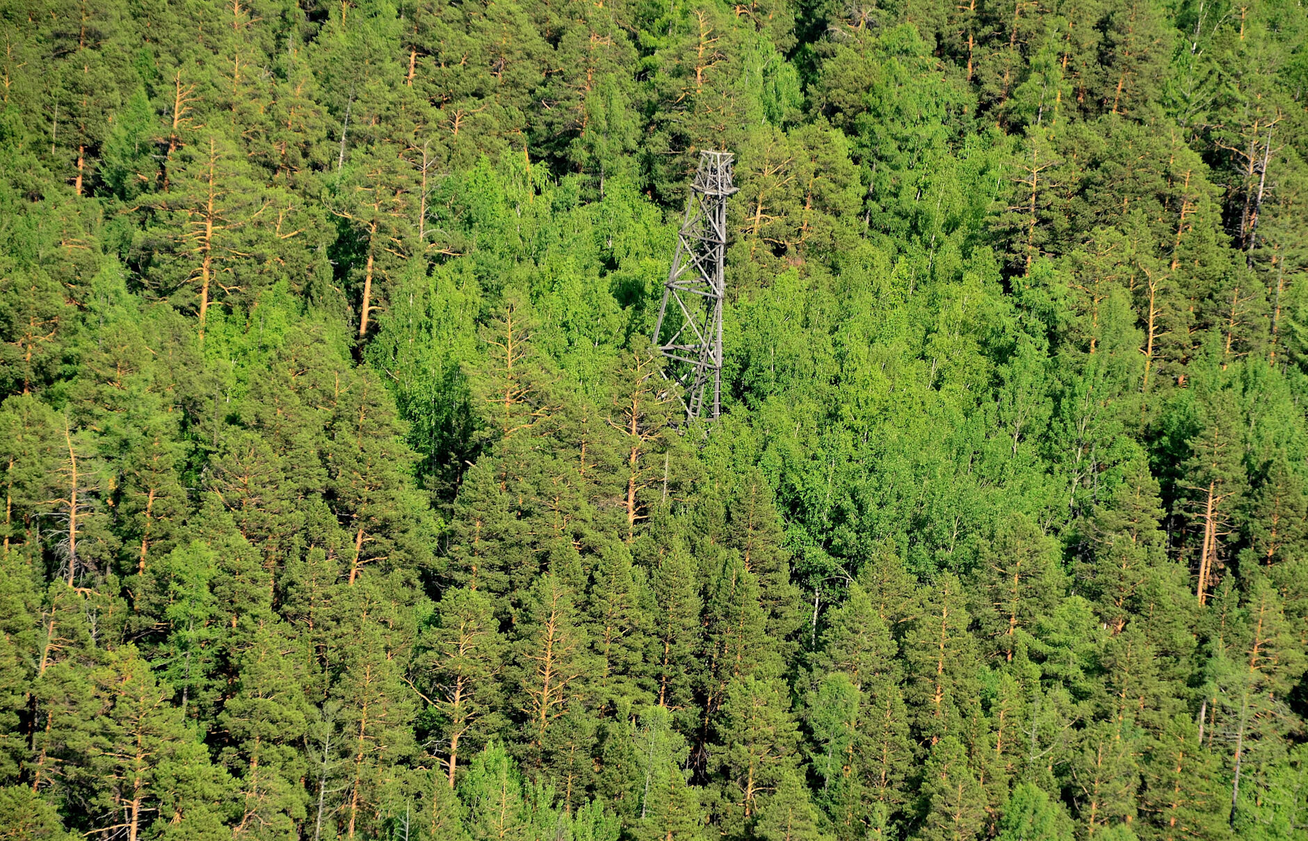 Таёжные леса Иркутска
