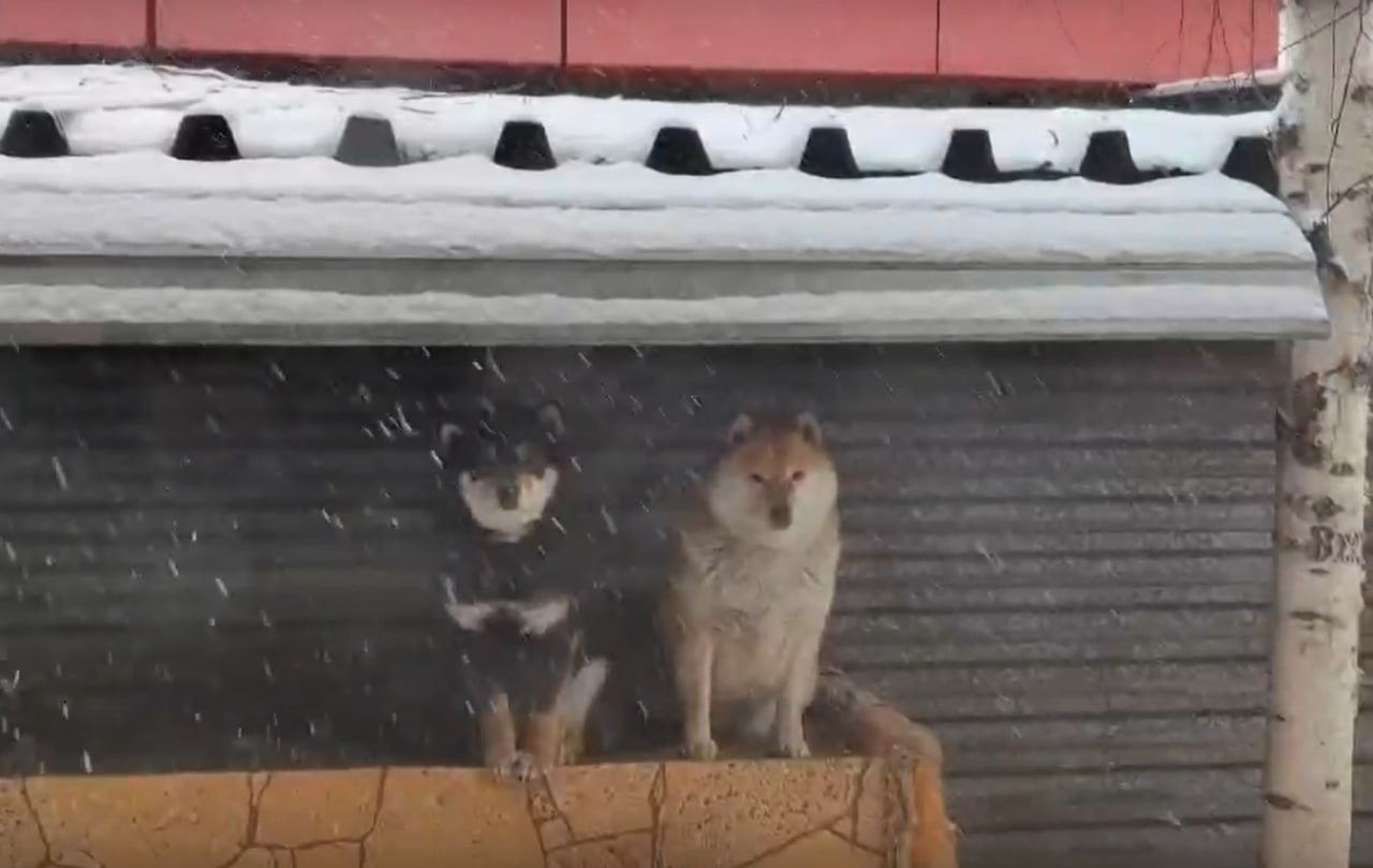 Из зоогалереи украли собак сиба-ину 