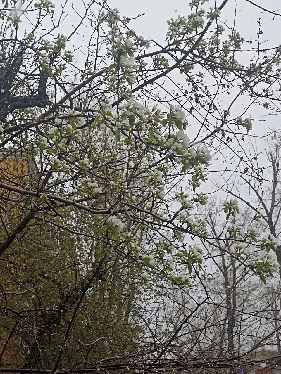 Первая цветущая яблоня этой весной