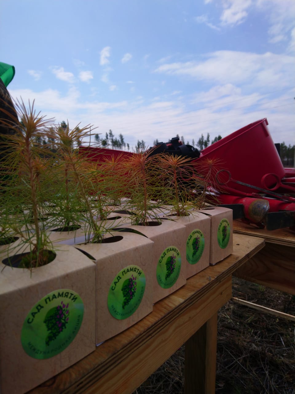 Более ста тысяч саженцев высадят в Приангарье участники акции «Сад памяти»