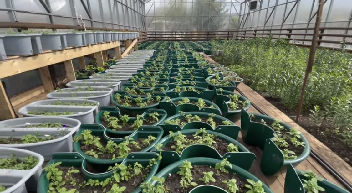 «Горзеленхоз» на следующей неделе начнет высадку рассады на городские клумбы