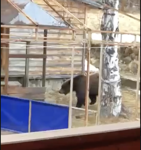 «Медведь пришел с инспекцией в поселок Порт Байкал» (видео)