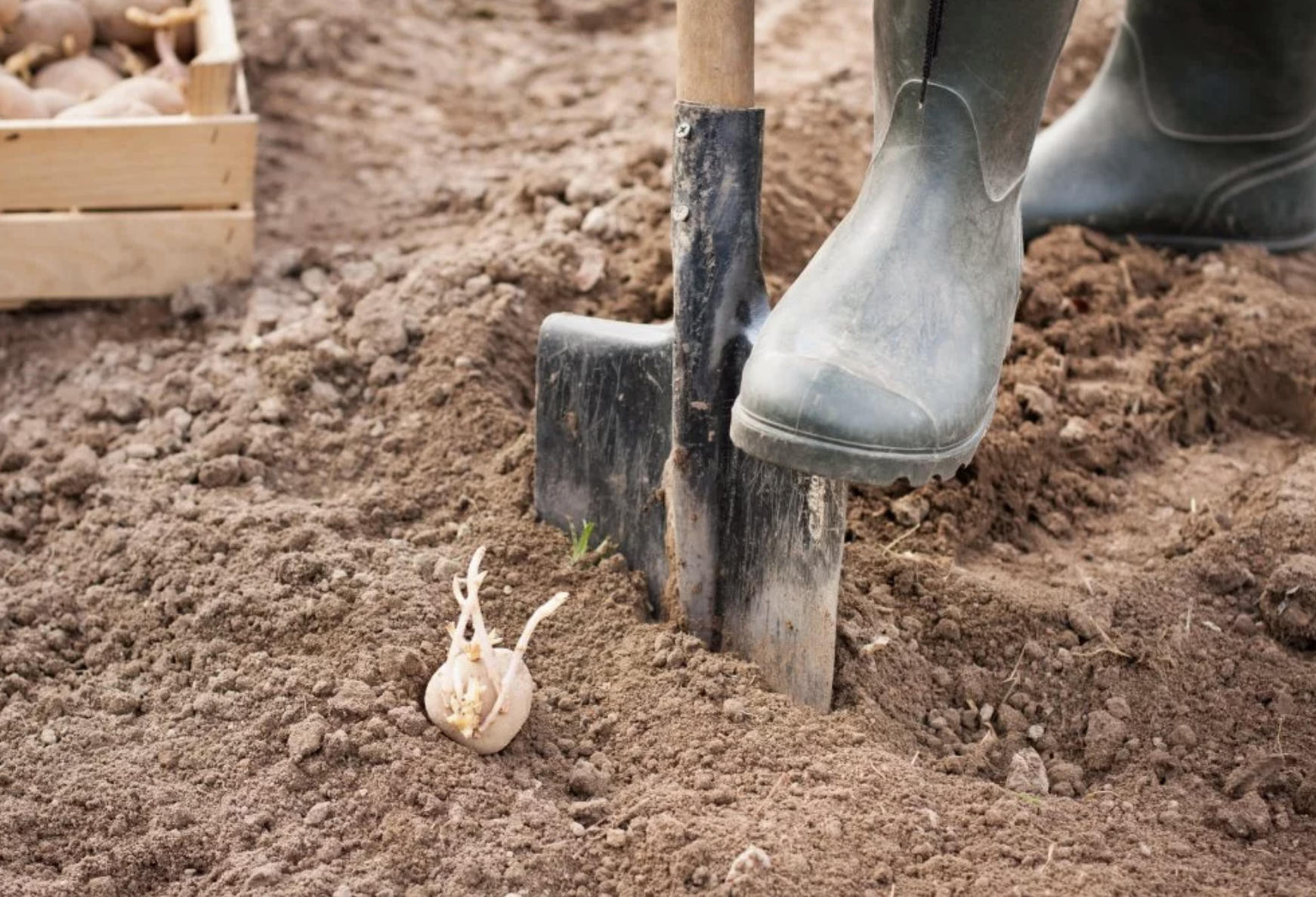 Пациент тубдиспансера сбежал, чтобы посадить картошку