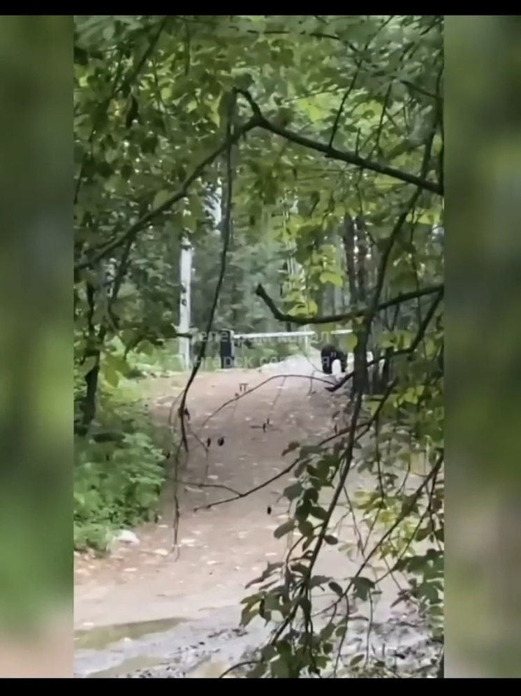 На Теплых озерах на Снежной заметили медведя (видео)