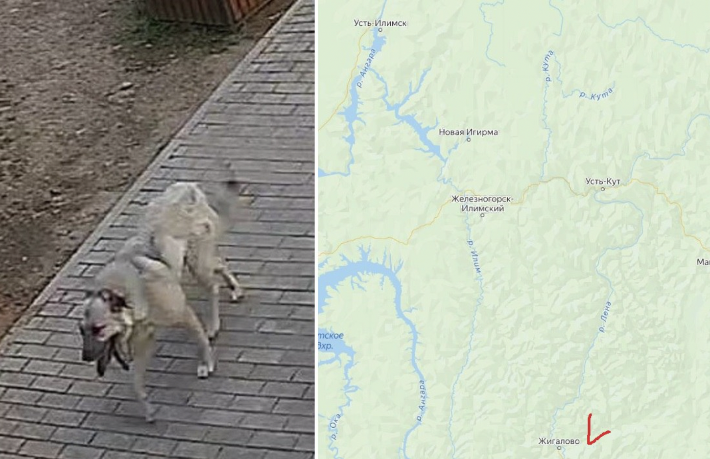 В Жигалово ищут собаку, вероятно, зараженную бешенством