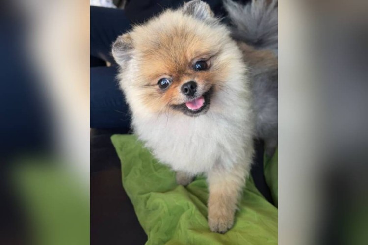 Шпиц потерялся в тайге на Мамае и нашелся благодаря экстрасенсу