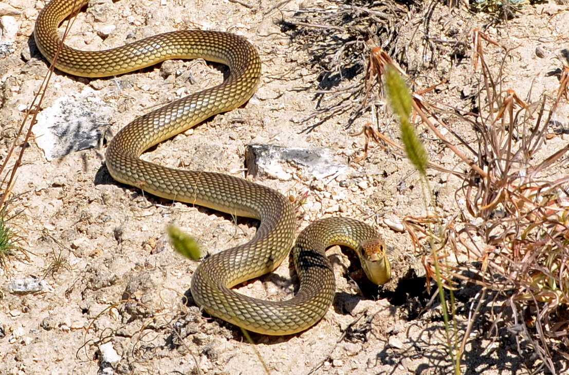 Женщину и ребенка укусила ядовитая змея в Большом Голоустном
