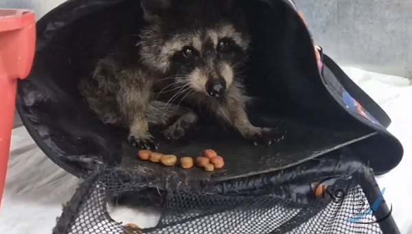 В Иркутске в мусорку выбросили живого енота