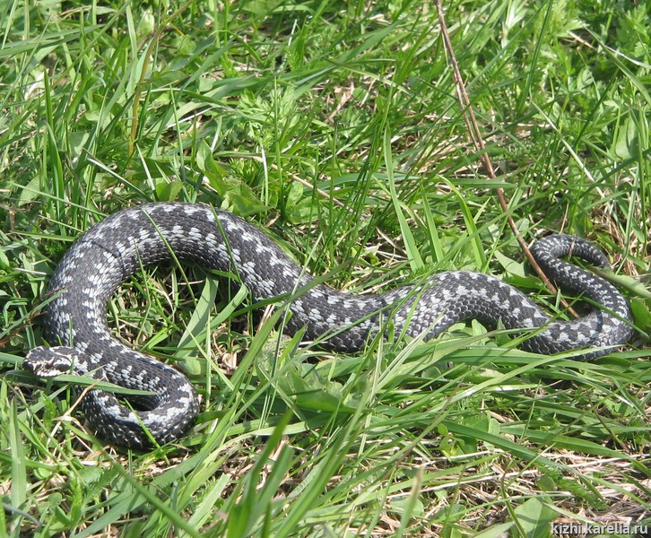 Рекордное количество детей с укусами змей фиксируют иркутские медики