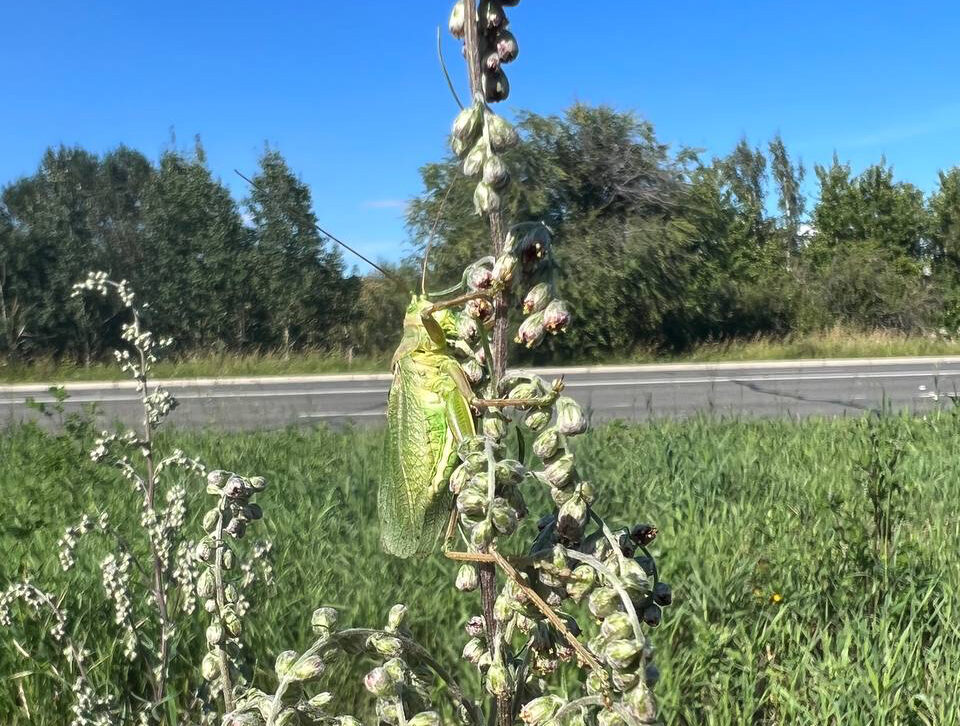 Гигантские кузнечики в Братске