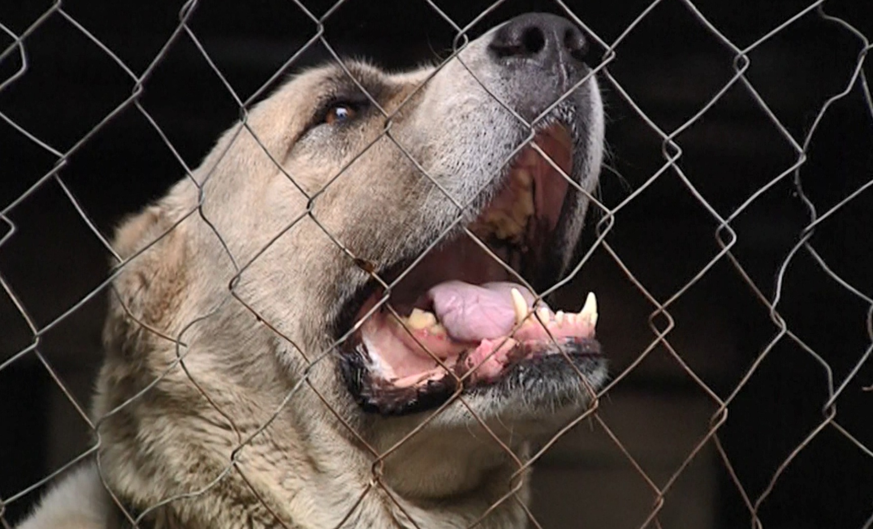 Карантин по бешенству отменен в Иркутской области