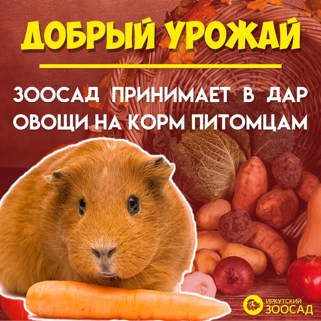 Иркутский зоосад принимает излишки овощей для корма питомцам