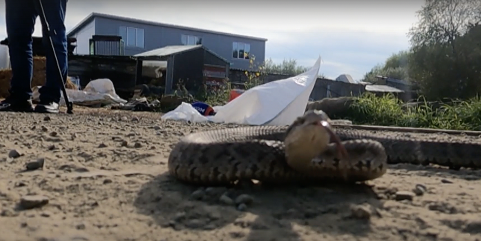 Ядовитую змею поймали в центре Иркутска