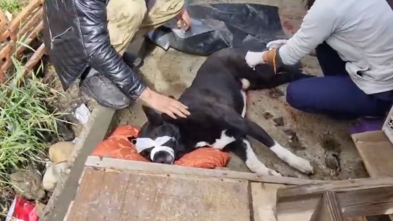 Бездомного пса зарезали в Топкинском в Иркутске