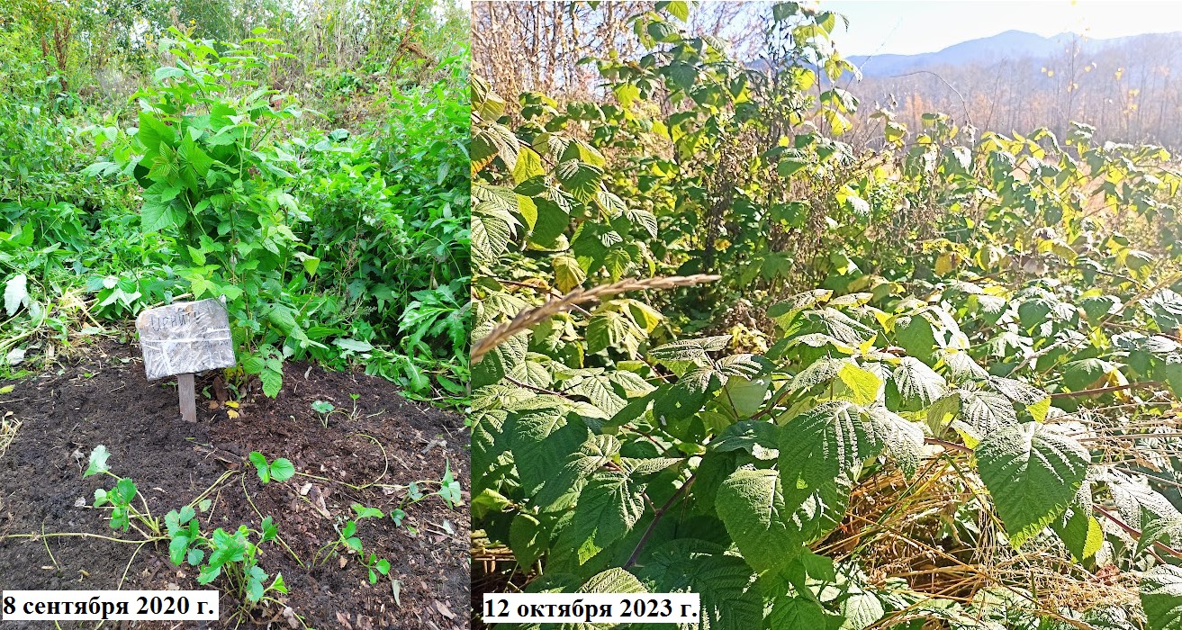 Иркутские ученые вырастили малину на отходах БЦБК