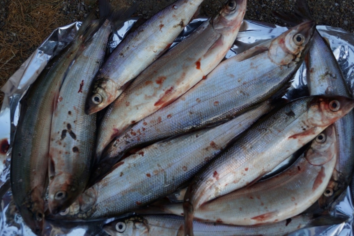 Житель Ольхона за незаконно выловленных 10 омулей заплатит 36 тысяч штрафа