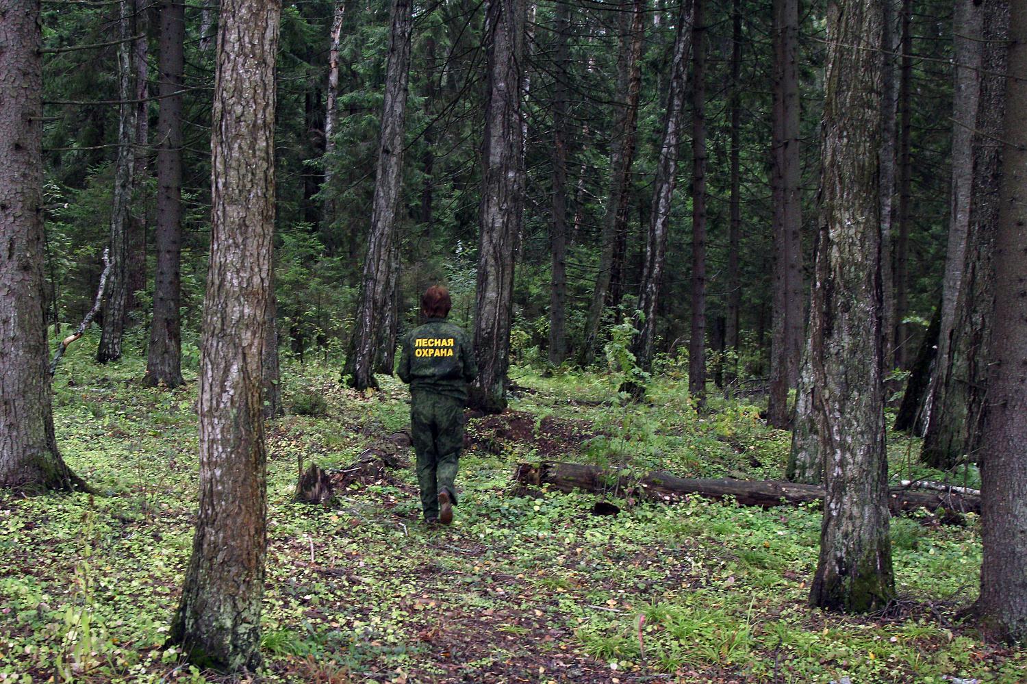 На охрану лесов Иркутской области от пожаров выделят больше на полмиллиарда рублей