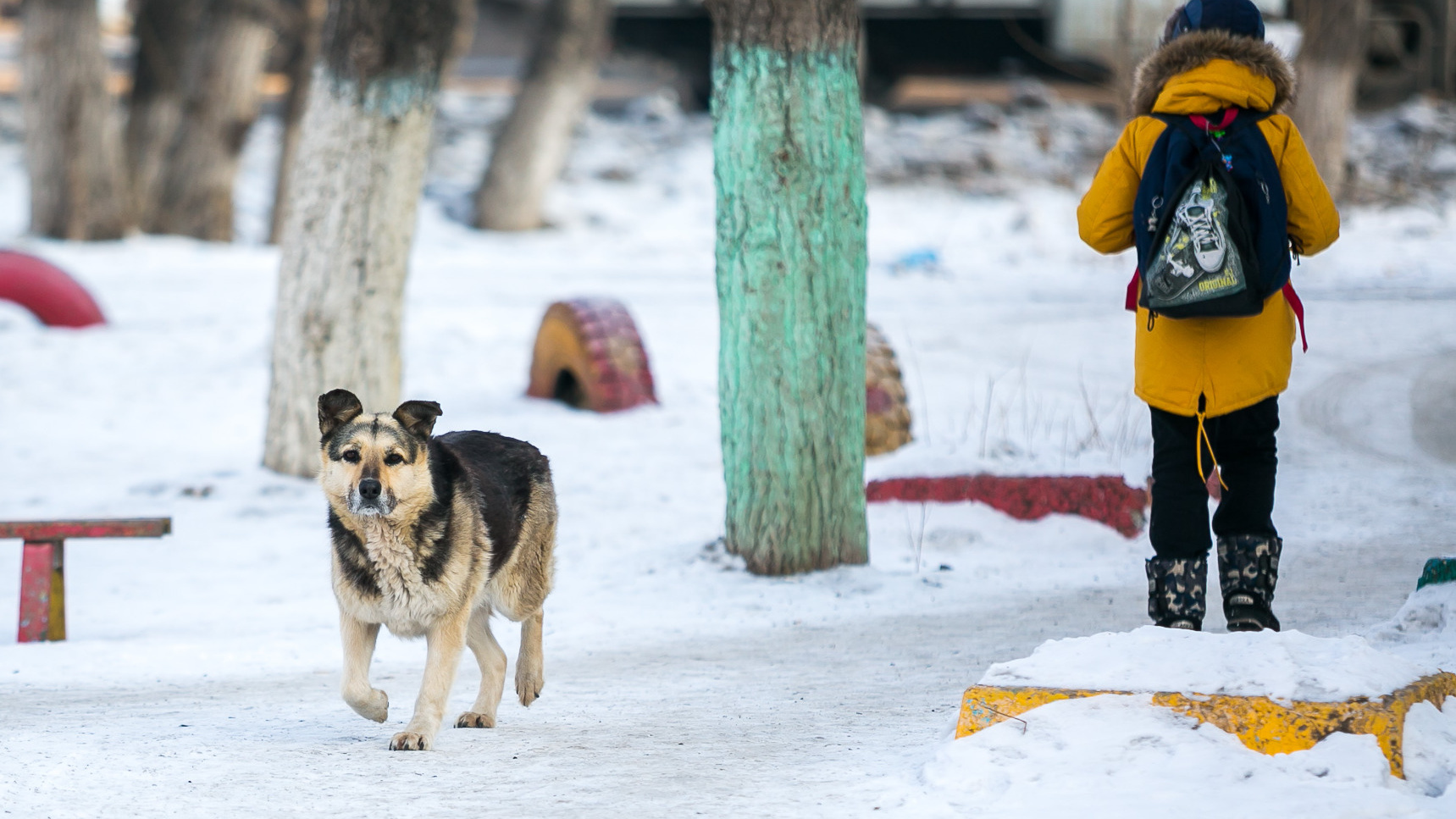 В Свердловском районе на ребенка напали собаки