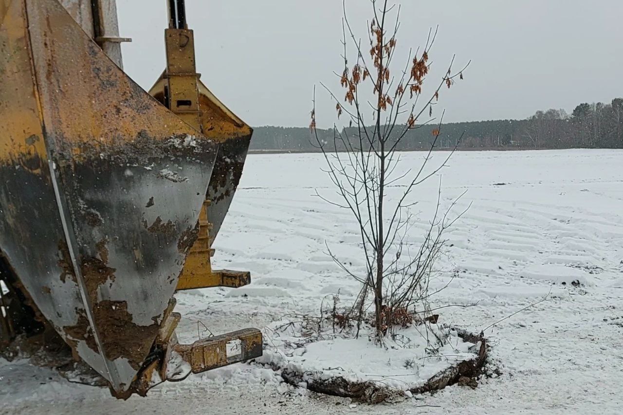 Аллею черемухи и ясеня высаживают в Мегете несмотря на минусовые температуры