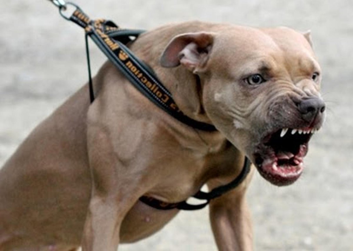 В Братске питбультерьер дважды напал на соседей