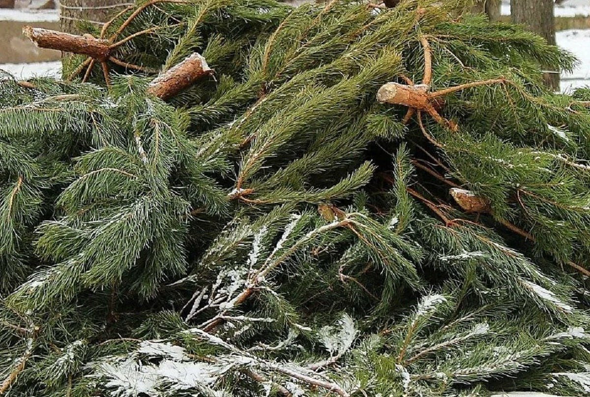 Новогодние ели можно сдать в иркутский зоосад