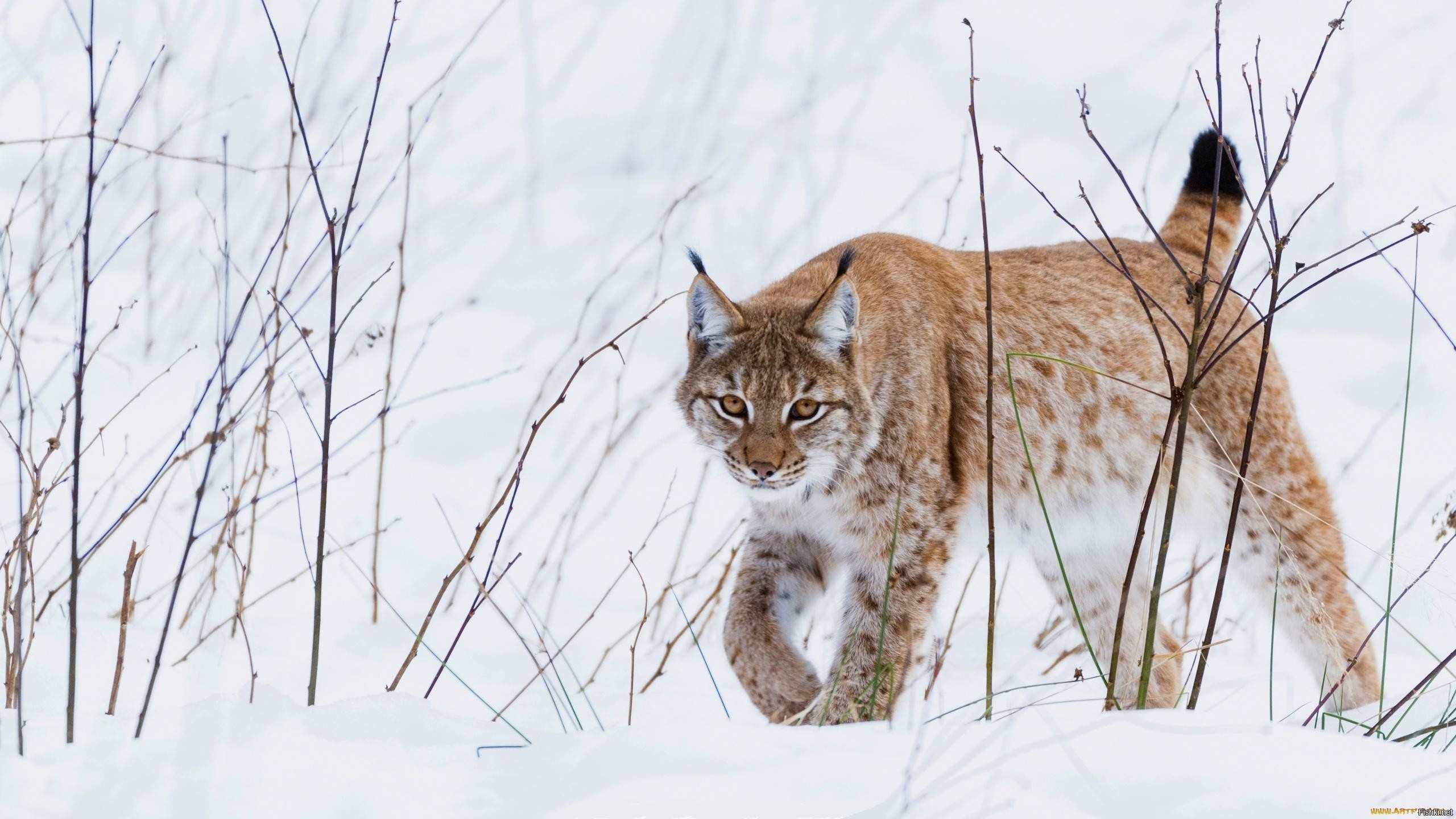 В Братском районе рысь вышла к частным домам