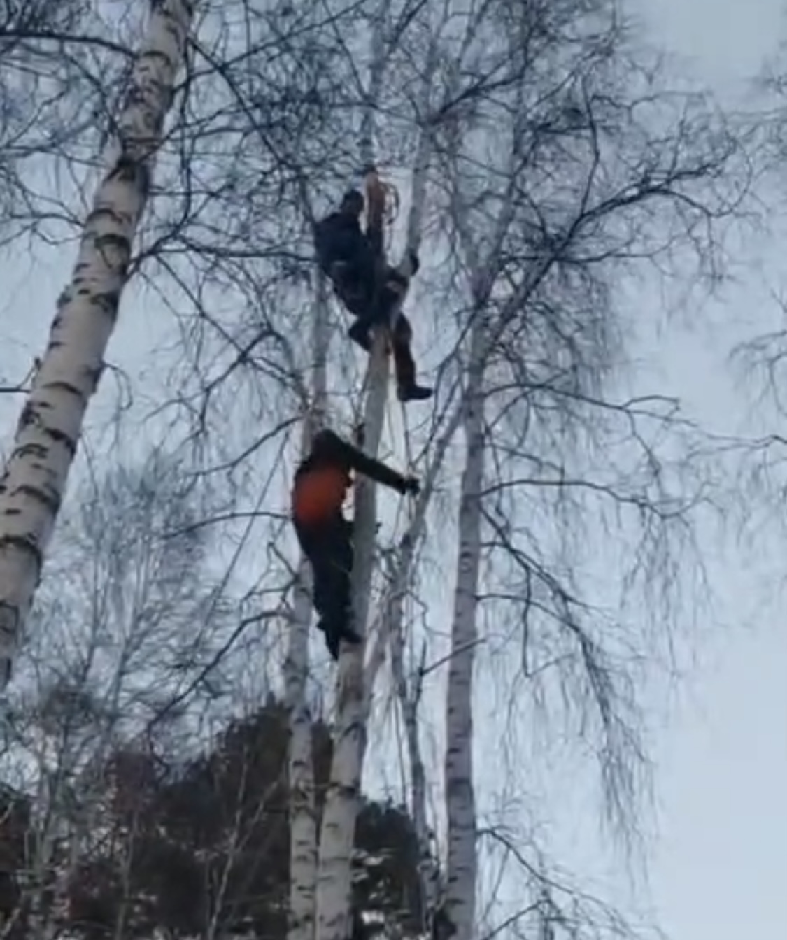 Работа с повышенным риском: специалист по обрезке деревьев лишь при помощи спасателей смог спуститься с березы