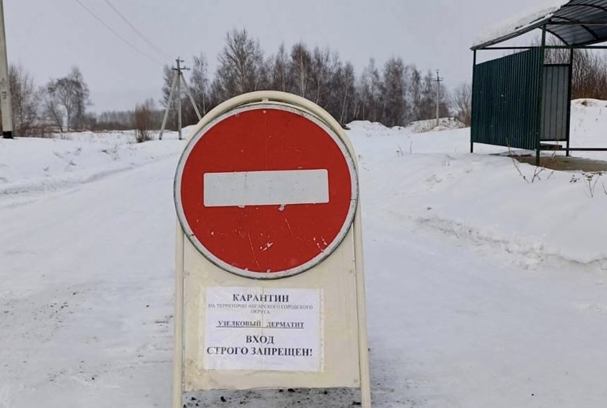 Режим ЧС введен в Ангарском округе из-за болезни скота