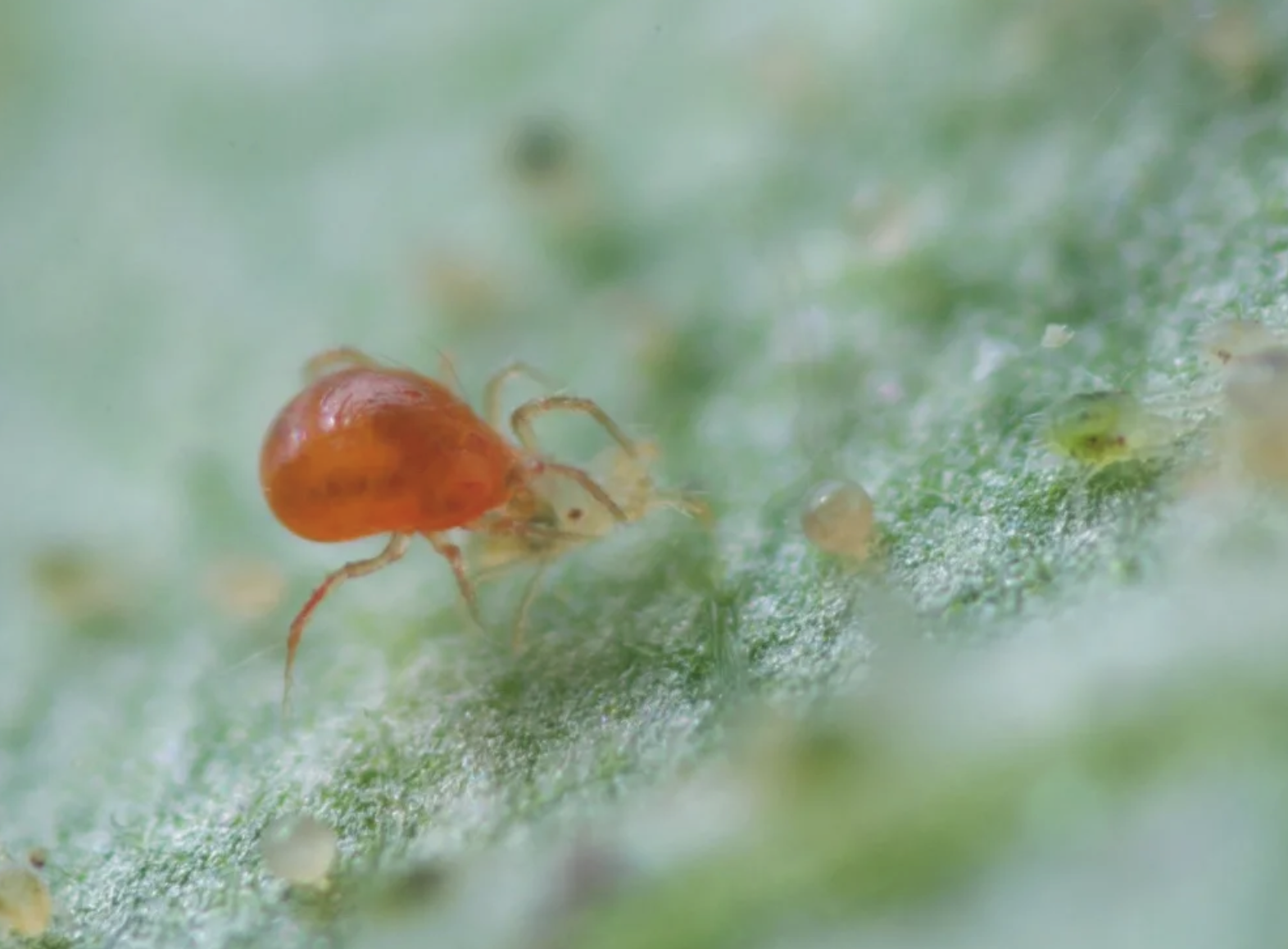 136 тысяч насекомых клещей привезли самолетом из Москвы в Братск