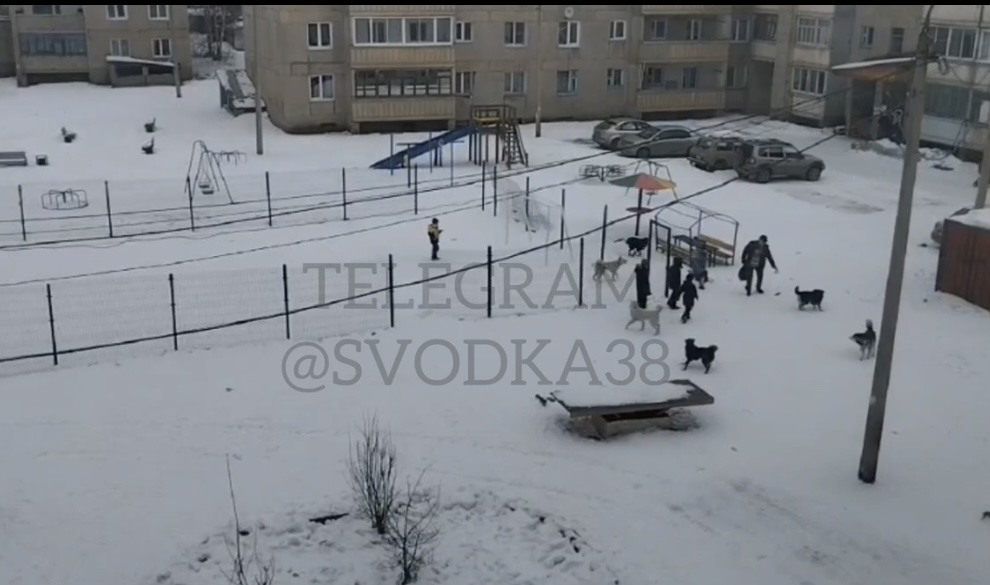 В Усть–Куте стая собак на детской площадке напала на мужчину (видео)