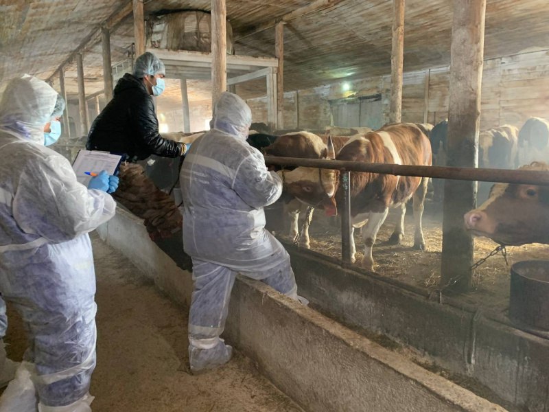 Бесплатную вакцинацию проводят для владельцев сельхозживотных в Иркутске