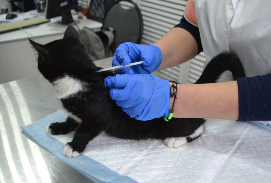 В Иркутском районе снят карантин по бешенству