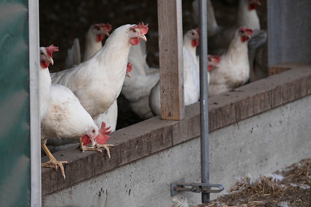 Об опасности высокопатогенного гриппа птиц предупреждают владельцев пернатых в Приангарье