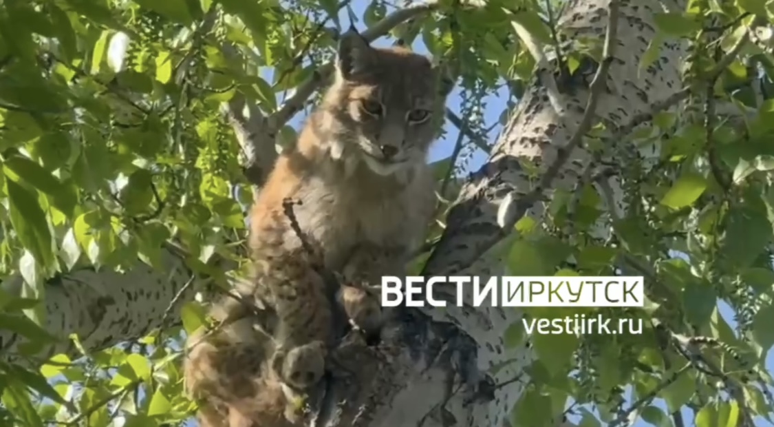 В Иркутске на территории школы замечена рысь (видео)