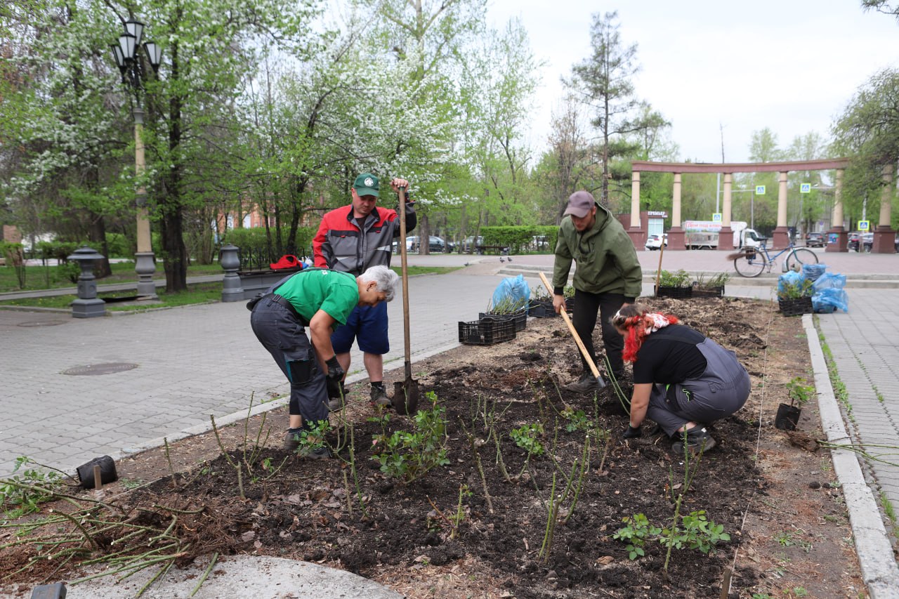 1700 кустов роз высадят на городские клумбы в Иркутске