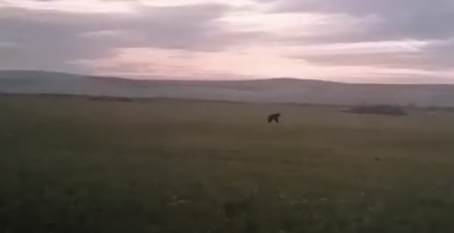 В Качугском районе медведи выходят в населенные пункты (видео)