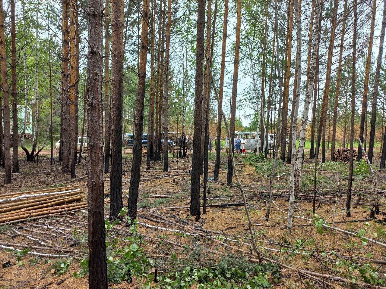 Реликтовый лес вырубают вблизи Братского водохранилища