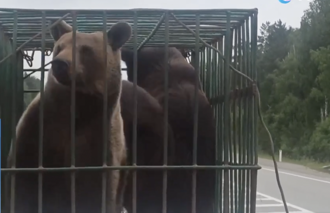 Троих медвежат выпустили в тайгу сотрудники питомника К9