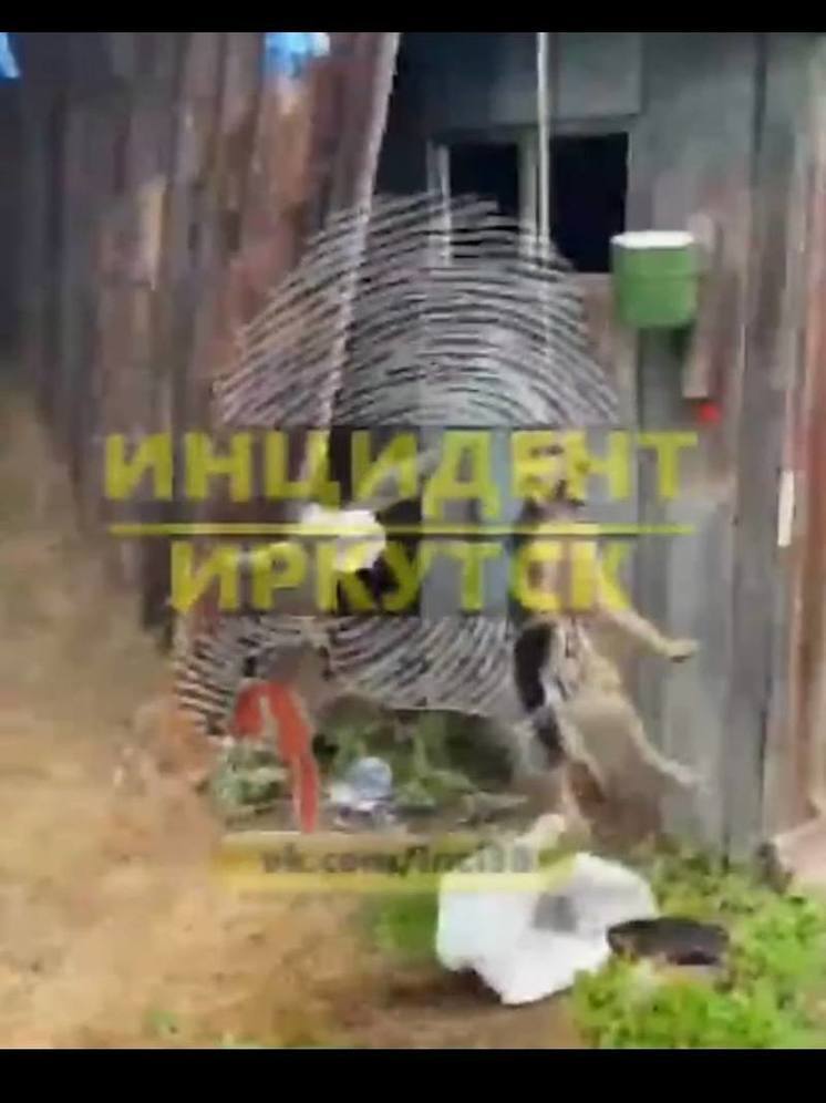 Шокирующее убийство собаки топором подростками в Иркутской области распространилось в социальных сетях