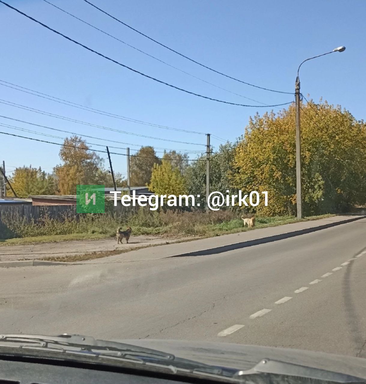 «Стая бездомных собак пугает жителей на конечной остановке автобуса №28р»