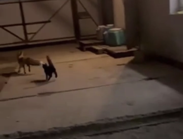 В Саянске кошка выгнала лису из двора частного дома (видео)