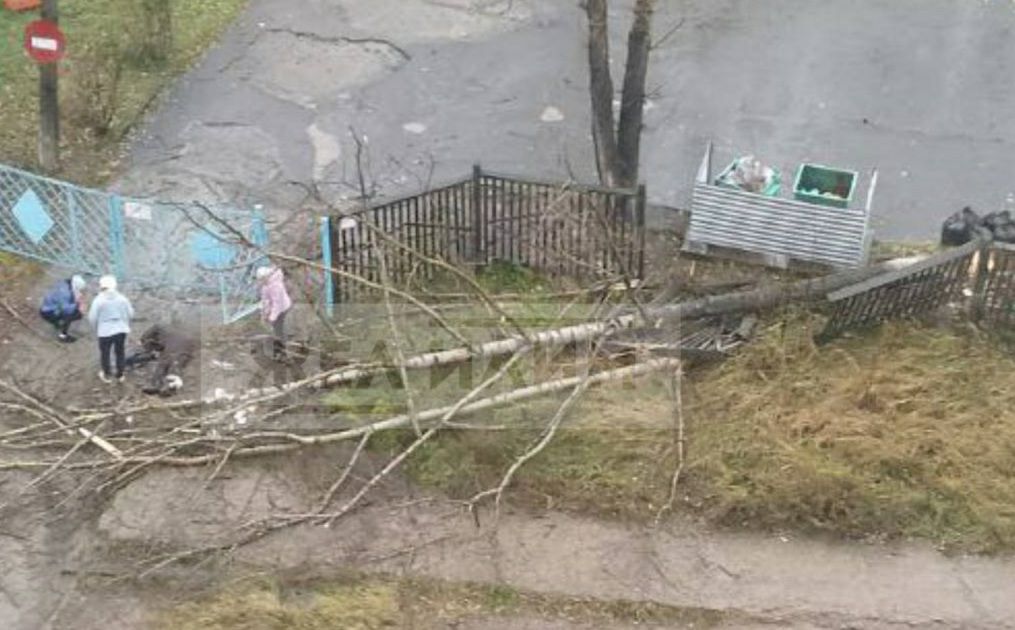 На мужчину упало дерево в Железногорске-Илимском