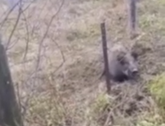 В Слюдянском районе спасли кабана, который застрял в заборе (видео)