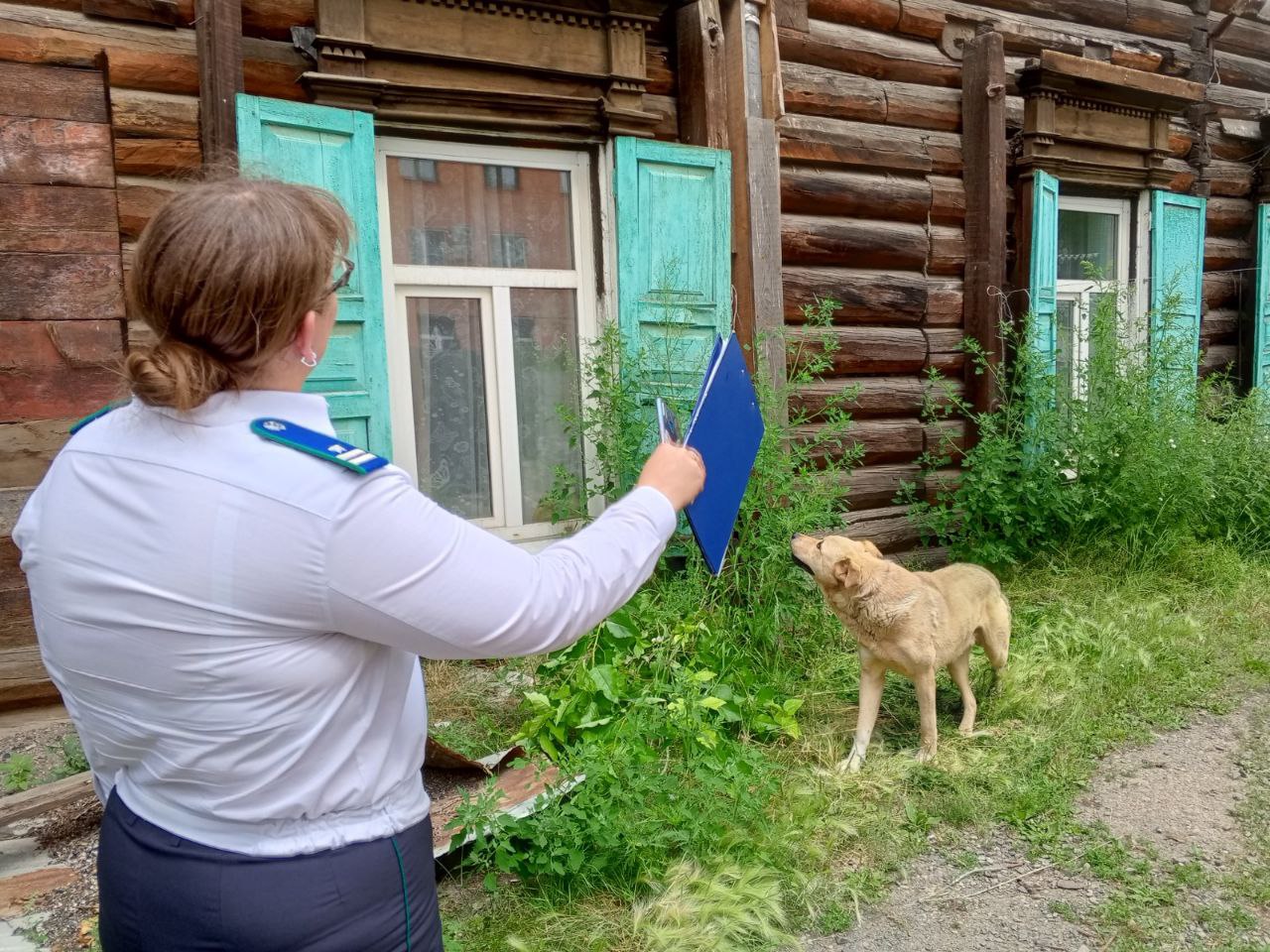 В Ангарске оштрафован владелец собаки, укусившей ребенка во время прогулки