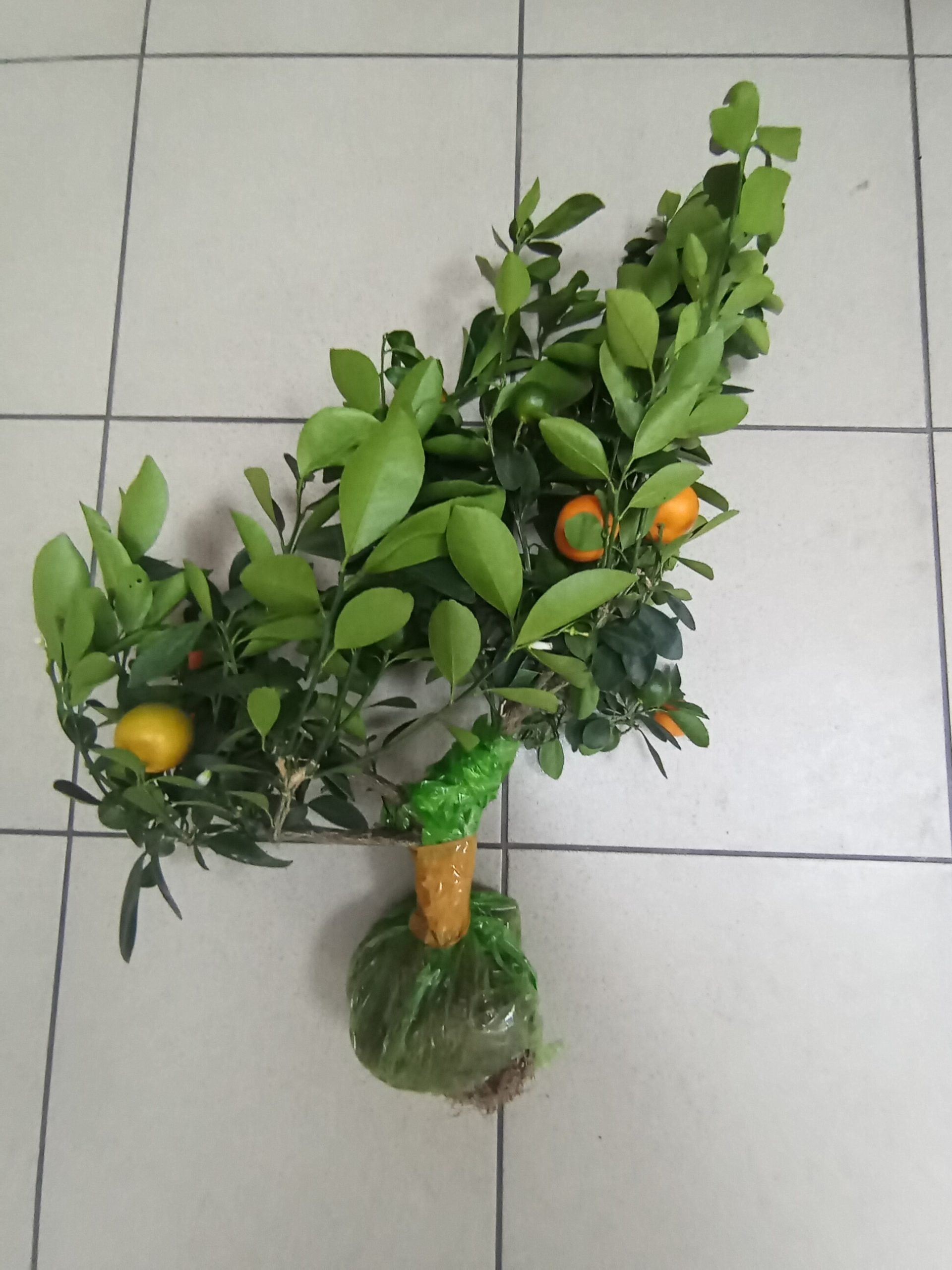 Куст мандарина, имбирь и батат изъяли у вьетнамцев в иркутском аэропорту