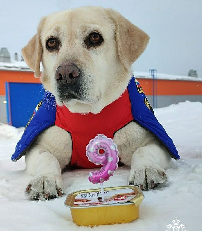 Первая собака-спасатель МЧС отмечает день рождения