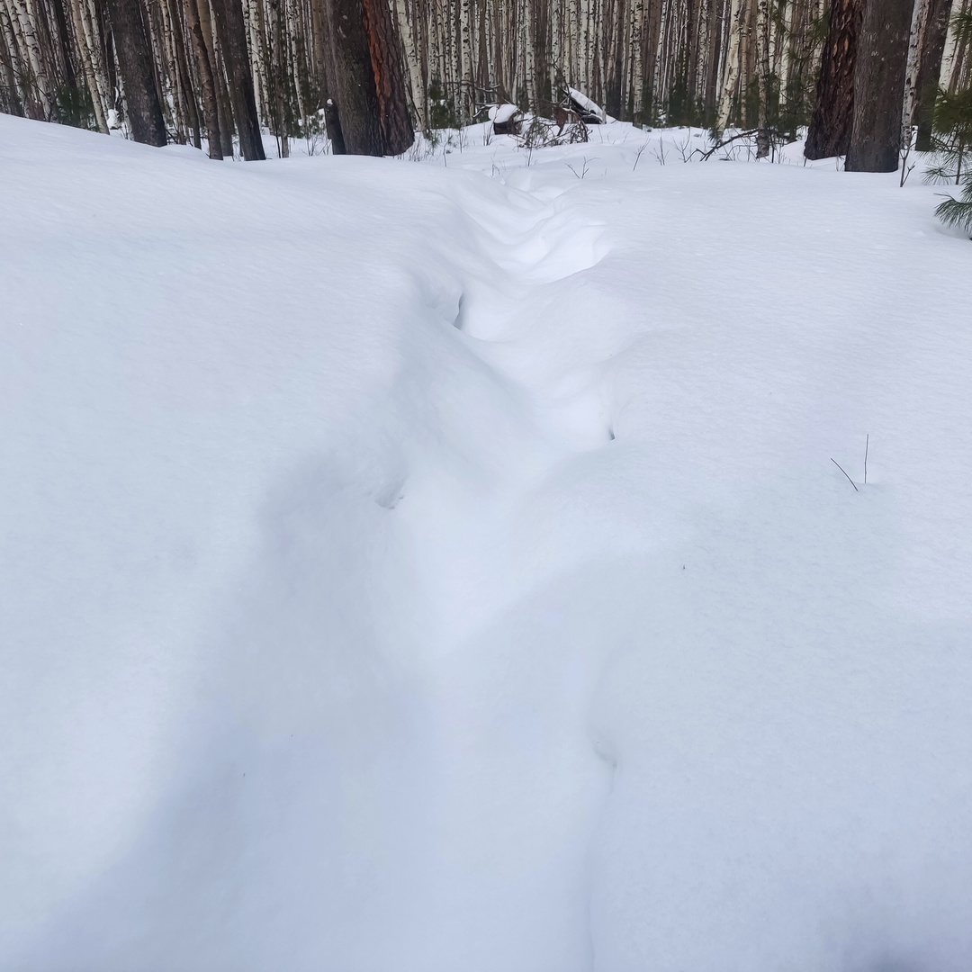 Следы проснувшегося медведя обнаружили в Слюдянском районе
