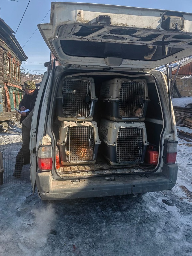 У иркутянина изъяли 18 собак, которых он содержал в квартире